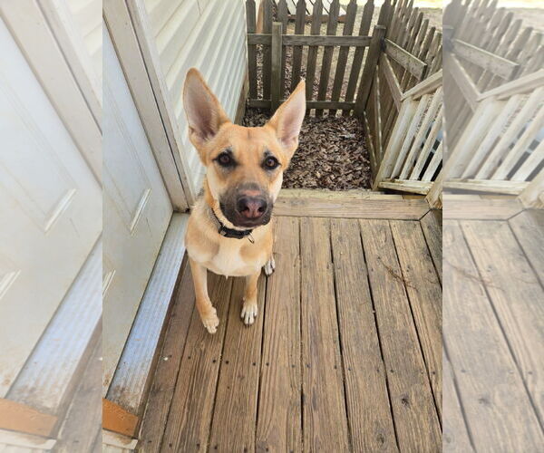 Medium Photo #2 Mutt Puppy For Sale in Raleigh, NC, USA