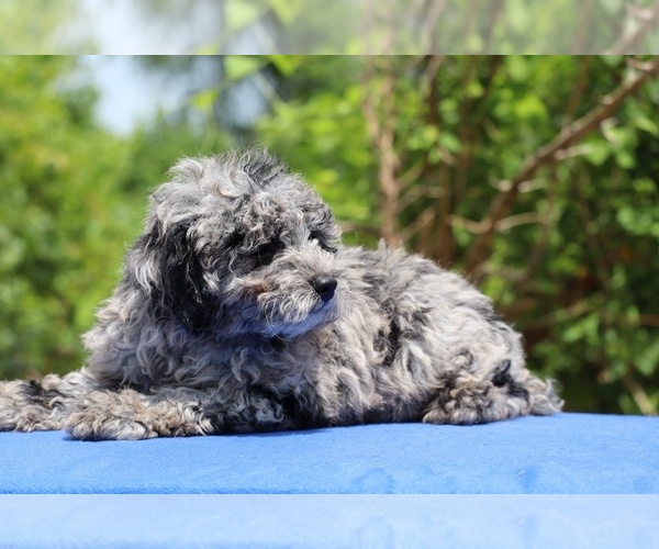 Medium Photo #3 Poodle (Toy) Puppy For Sale in DYERSBURG, TN, USA