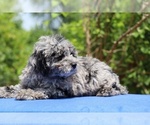 Small #2 Poodle (Toy)