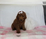 Puppy 1 Goldendoodle-Poodle (Standard) Mix