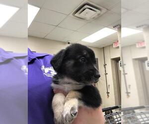 Basset Hound-German Shepherd Dog Mix Dogs for adoption in Conroe, TX, USA