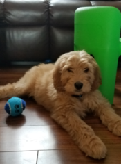 Goldendoodle Puppy for sale in TRENTON, NJ, USA