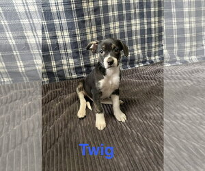 Mutt Dogs for adoption in Topeka, KS, USA