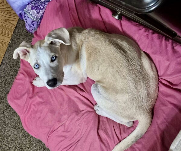 Medium Photo #4 Siberian Husky-Unknown Mix Puppy For Sale in Omaha, NE, USA