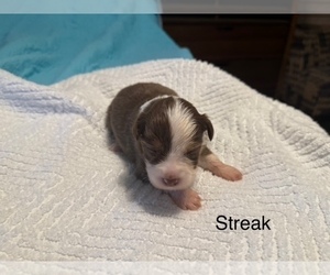 Medium Miniature American Shepherd