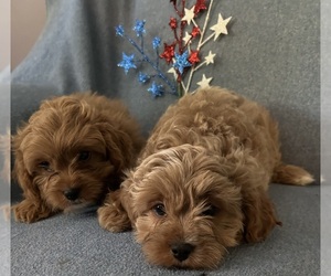 Cavapoo Puppy for sale in WIXOM, MI, USA
