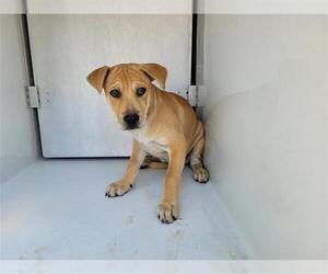 Chow Chow-Labrador Retriever Mix Dogs for adoption in Houston, TX, USA