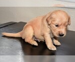 Small Photo #36 Golden Retriever Puppy For Sale in POULSBO, WA, USA