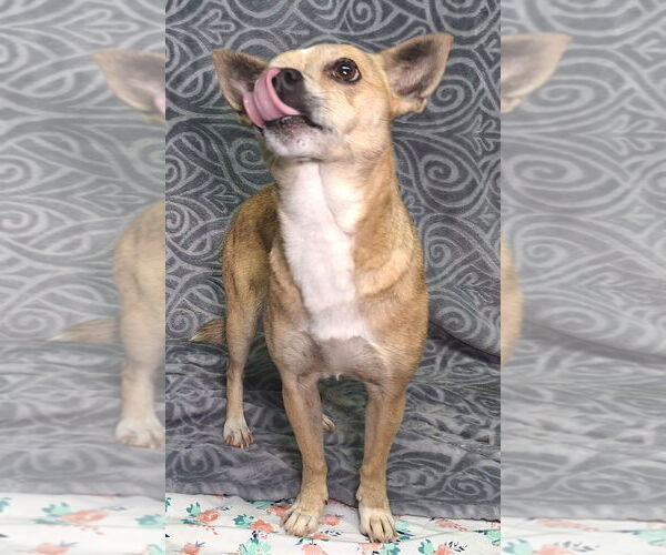 Medium Photo #1 Chihuahua-Unknown Mix Puppy For Sale in Wetumpka, AL, USA