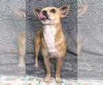 Small Chihuahua Mix