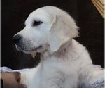 Puppy Alabaster English Cream Golden Retriever