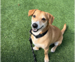 Small #5 Chihuahua Mix