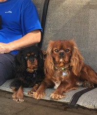 Father of the Cavalier King Charles Spaniel puppies born on 02/09/2018