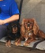 Small Photo #1 Cavalier King Charles Spaniel Puppy For Sale in OWENS CROSS ROADS, AL, USA