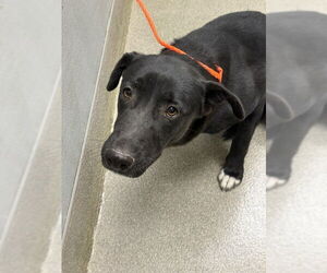 German Shepherd Dog-Unknown Mix Dogs for adoption in Las Vegas, NV, USA