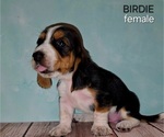 Puppy Birdie Basset Hound