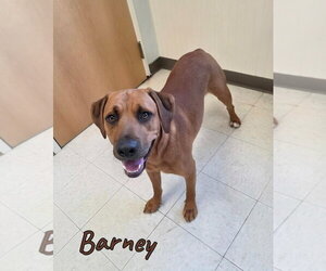 Barney - Male Mutt Dog for Adoption - Photo #5