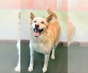 Siberian Husky-Unknown Mix Dogs for adoption in Pasadena, CA, USA