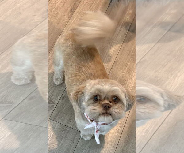 Medium Photo #2 Shih Tzu Puppy For Sale in Omaha, NE, USA