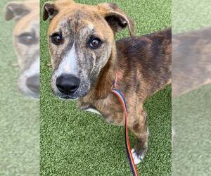 Labrador Retriever-Unknown Mix Dogs for adoption in Fayetteville, NC, USA