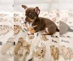 Small #4 Chihuahua