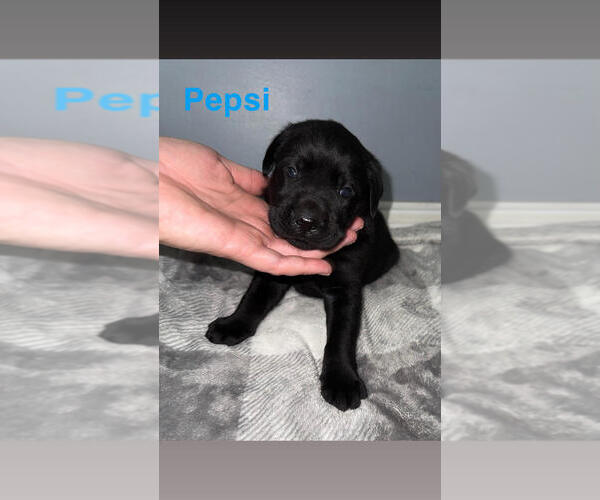 Medium Photo #10 Labrador Retriever Puppy For Sale in CLARKESVILLE, GA, USA