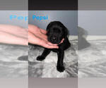 Small #9 Labrador Retriever