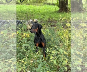 Logan - Male Doberman Pinscher Dog for Adoption - Photo #10