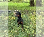 Small Photo #10 Doberman Pinscher Puppy For Sale in Buffalo, MN, USA
