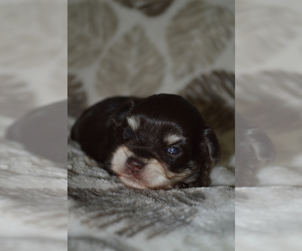 Medium Photo #5 Schnauzer (Miniature) Puppy For Sale in MADERA, CA, USA