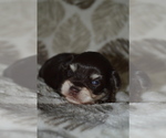 Small Photo #5 Schnauzer (Miniature) Puppy For Sale in MADERA, CA, USA