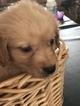 Small Photo #13 Golden Retriever Puppy For Sale in ALTONA, IN, USA