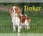 Small Photo #1 Cavapoo Puppy For Sale in DENVER, PA, USA