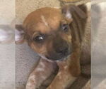 Small Photo #14 Mutt Puppy For Sale in Princeton, MN, USA