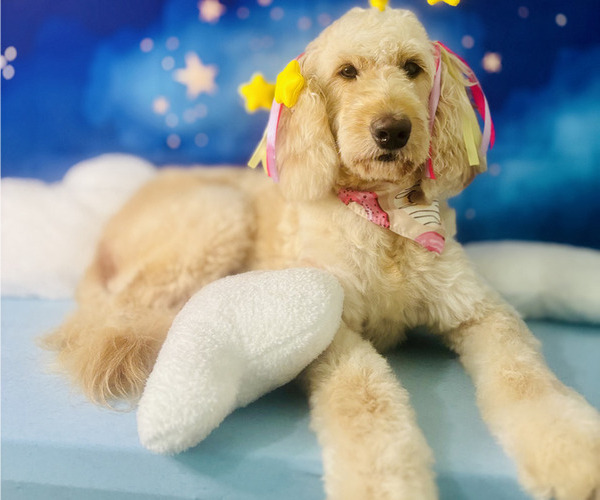 Medium Photo #1 Doodle-Goldendoodle Mix Puppy For Sale in WACO, TX, USA
