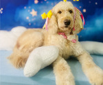 Small Photo #1 Doodle-Goldendoodle Mix Puppy For Sale in WACO, TX, USA