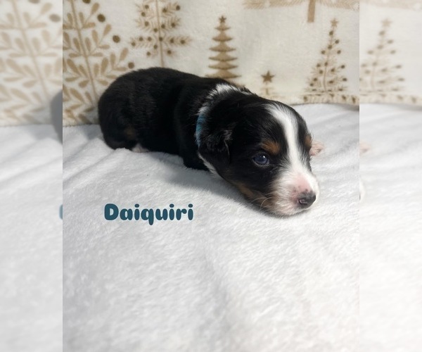 Medium Photo #17 Australian Shepherd Puppy For Sale in OLD LYME, CT, USA