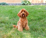 Small #1 Cavapoo (Miniature)