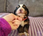 Small #2 Bernese Mountain Dog