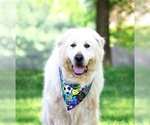 Small #7 Great Pyrenees Mix