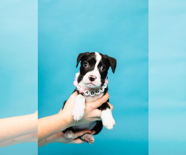 Medium Photo #3 Mutt Puppy For Sale in Oakland Park , FL, USA