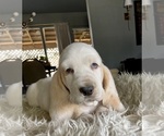 Small Photo #3 Basset Hound Puppy For Sale in HUGHSON, CA, USA