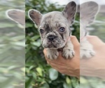 Small #3 French Bulldog