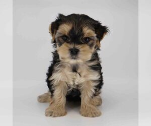 Yorkshire Terrier Puppy for sale in LOS ANGELES, CA, USA