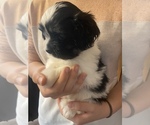 Puppy 1 Shih Tzu-Unknown Mix