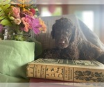 Puppy Peregrine Poodle (Standard)
