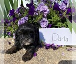 Small Photo #1 ShihPoo Puppy For Sale in BONDUEL, WI, USA