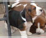 Small Photo #3 Basset Hound Puppy For Sale in PUEBLO, CO, USA