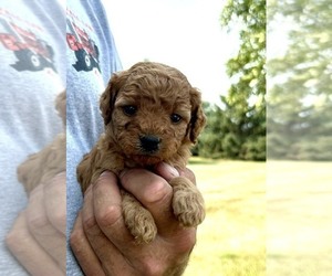 Medium Goldendoodle (Miniature)