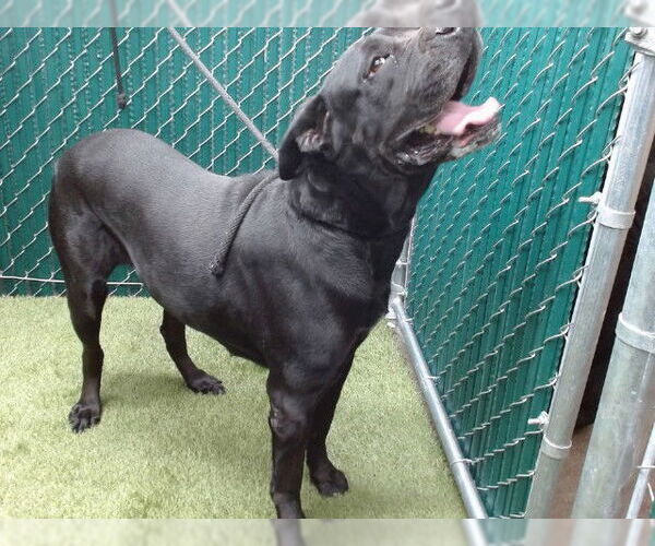 Medium Photo #1 Mutt Puppy For Sale in Downey, CA, USA